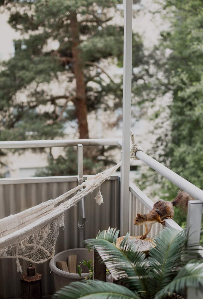 squirrel on balcony