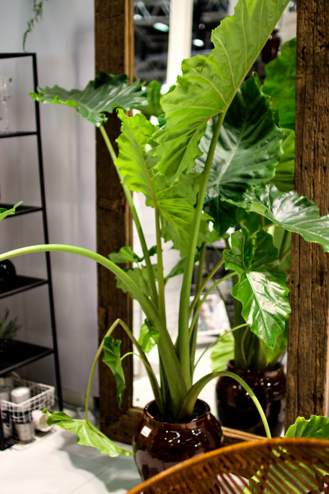 formex 2016 (6 av 29)