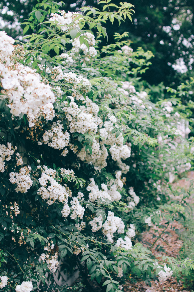rose garden snug harbour