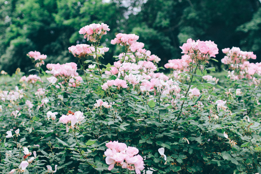 rose garden snug harbour-14