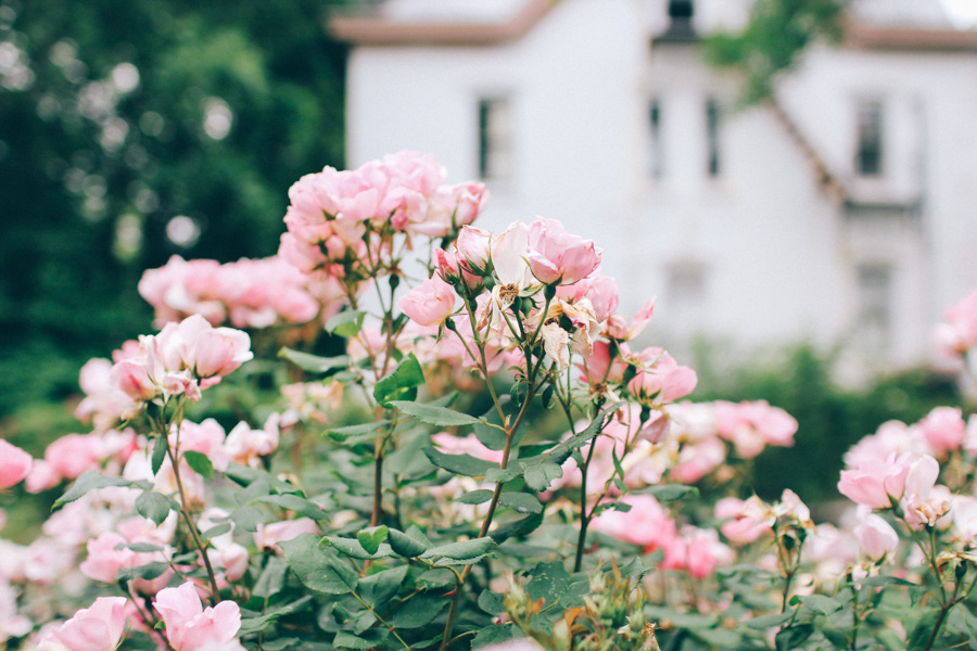 rose garden snug harbour-8