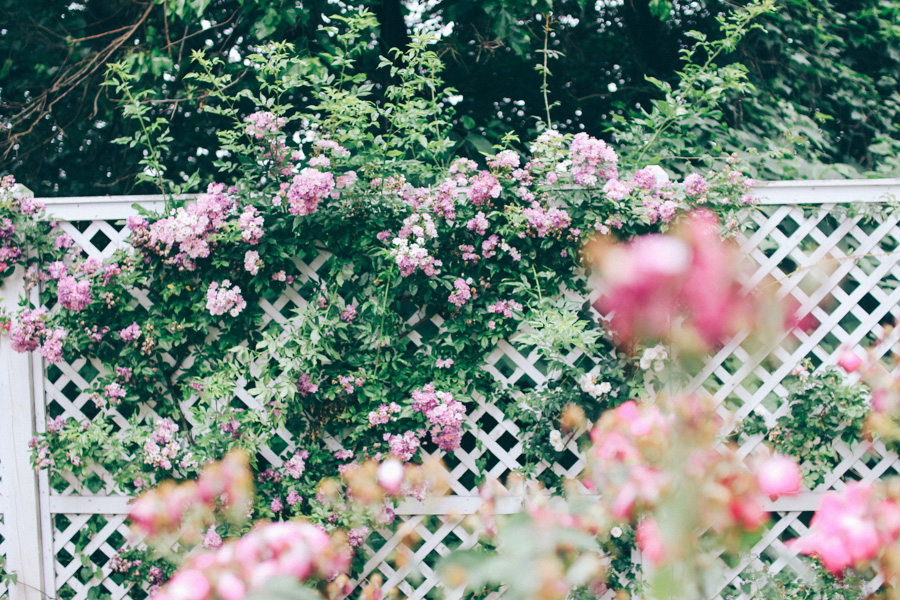 rose garden snug harbour-9
