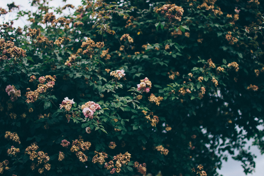 bergianska tradgarden-14