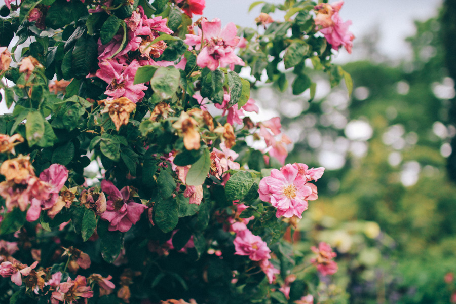 bergianska tradgarden-17