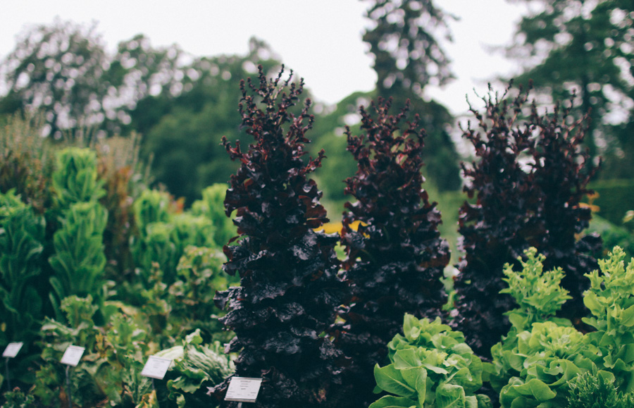 bergianska tradgarden-2