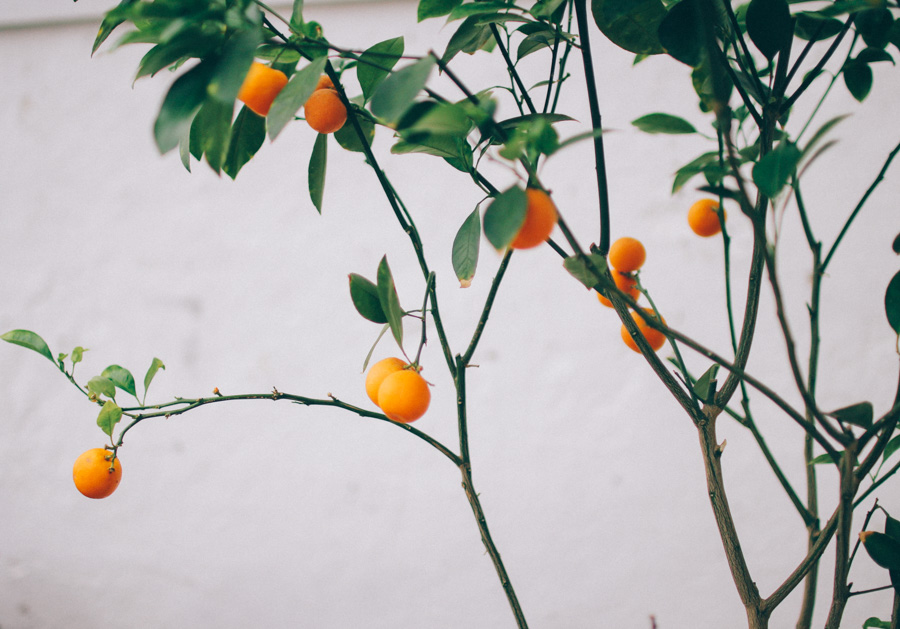 gamla orangeriet volang