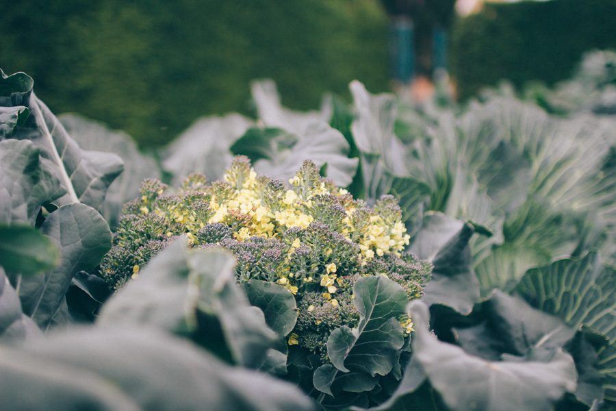 bergianska tradgarden-4