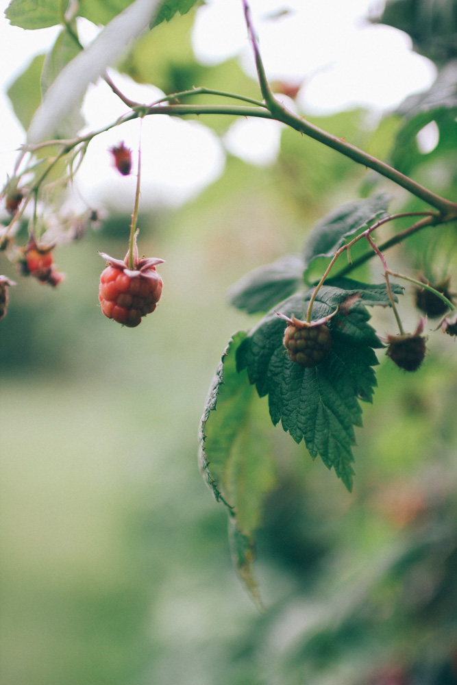 bergianska tradgarden-46