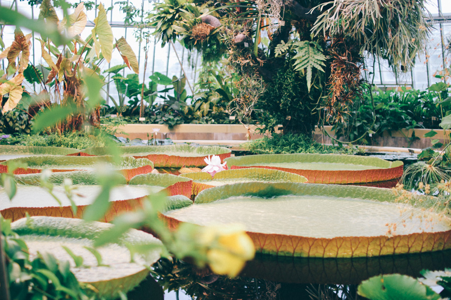 bergianska tradgarden-47