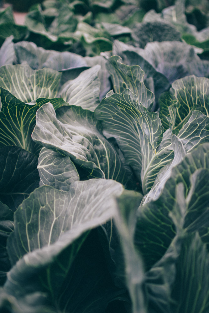 bergianska tradgarden-5