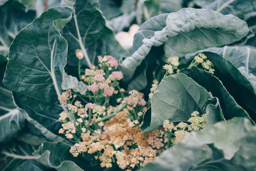 bergianska tradgarden-7