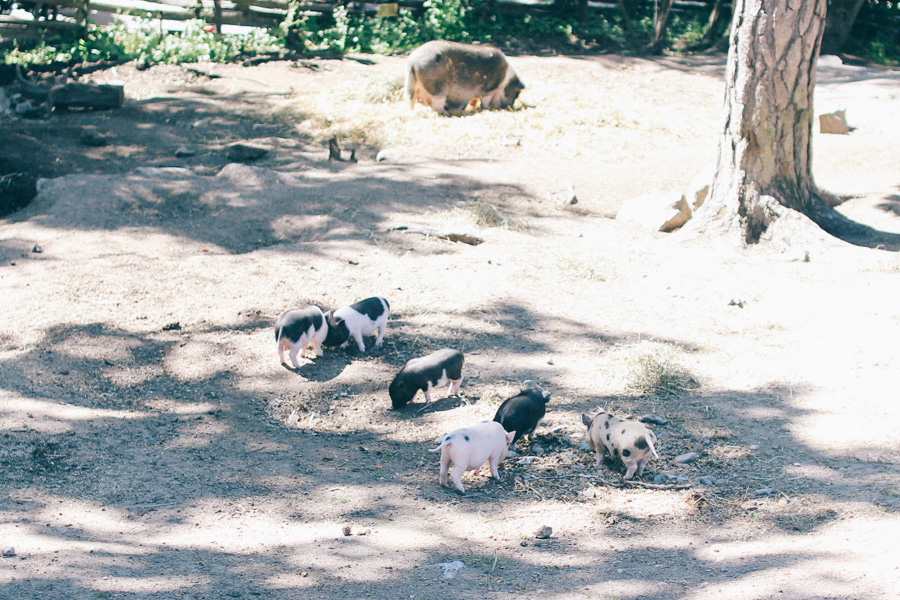 Skansen-5
