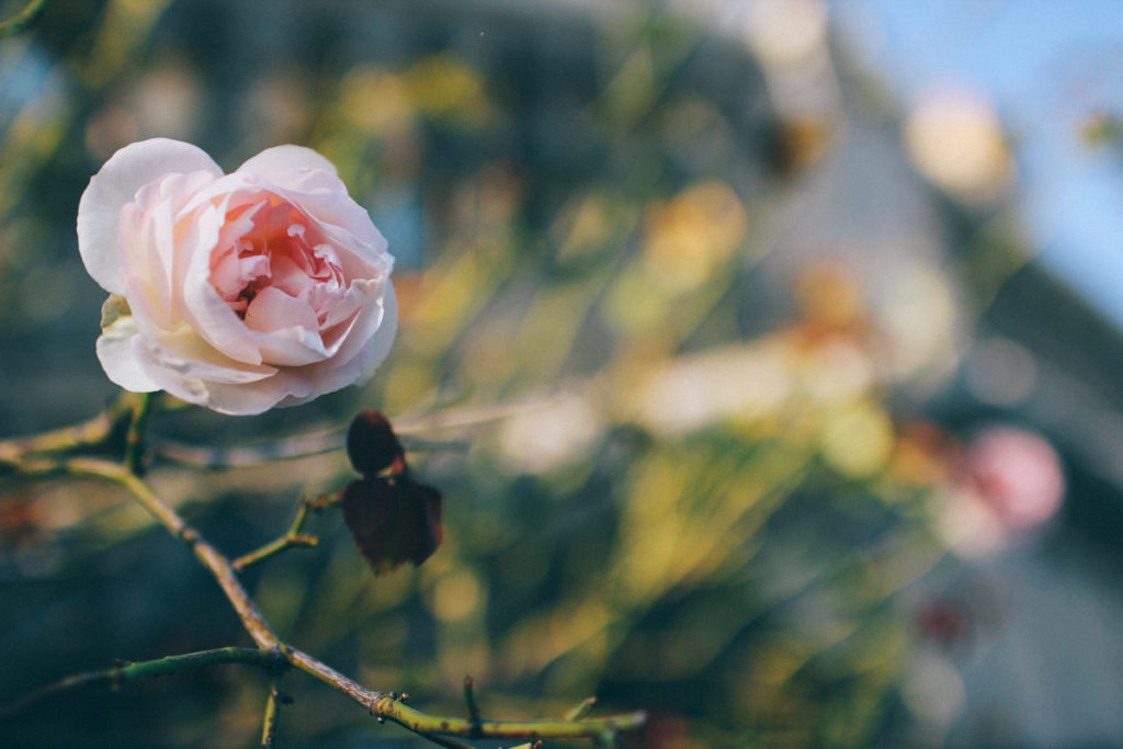 chateau de monbrison france 36 Min fredagsbukett i november; rosor från Frankrike