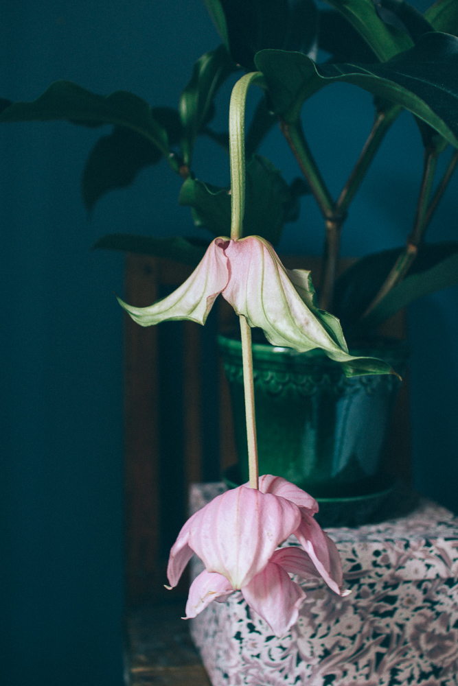 Bergs potter kruka i gront med rosenskarm