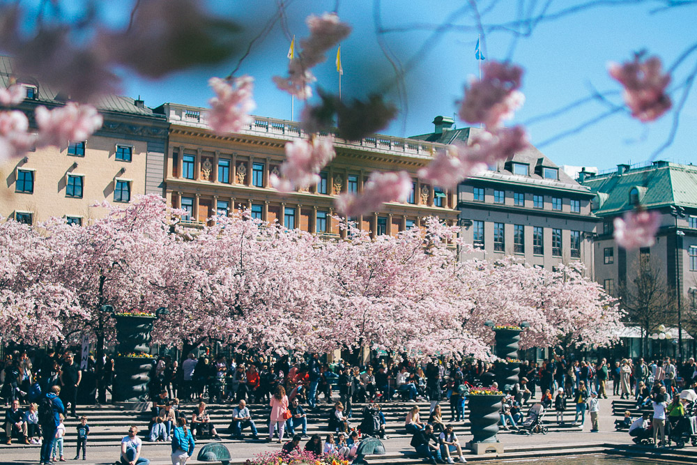 De blommande körsbärsträden i Kungsträdgården 3 lovely life volang korsbarstrad kungstradgarden 5 De blommande körsbärsträden i Kungsträdgården