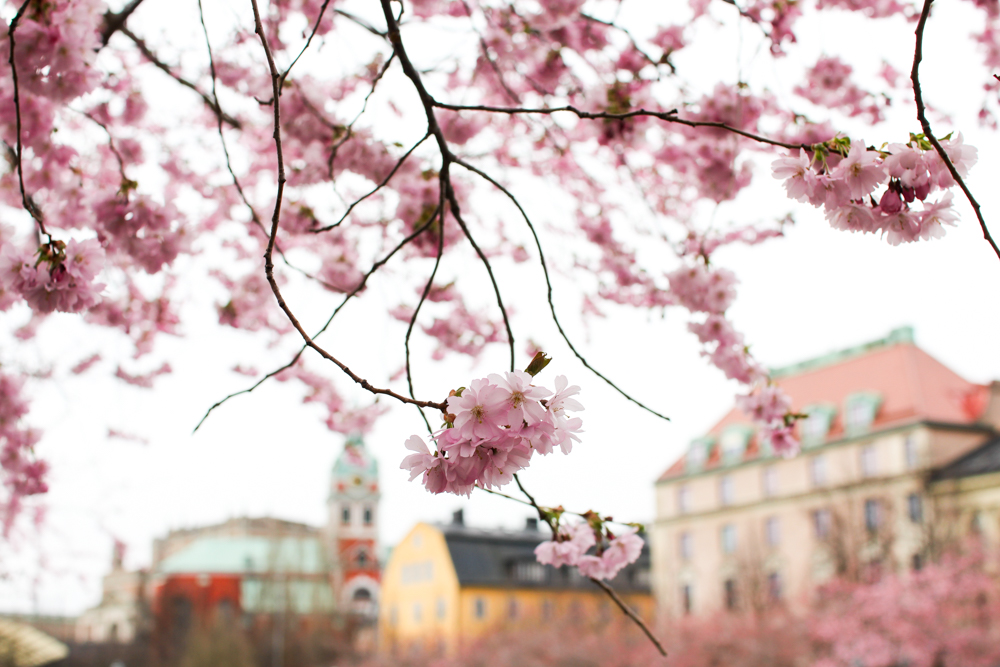 volang lovely life cherry blossom 3 saker jag ska göra i helgen