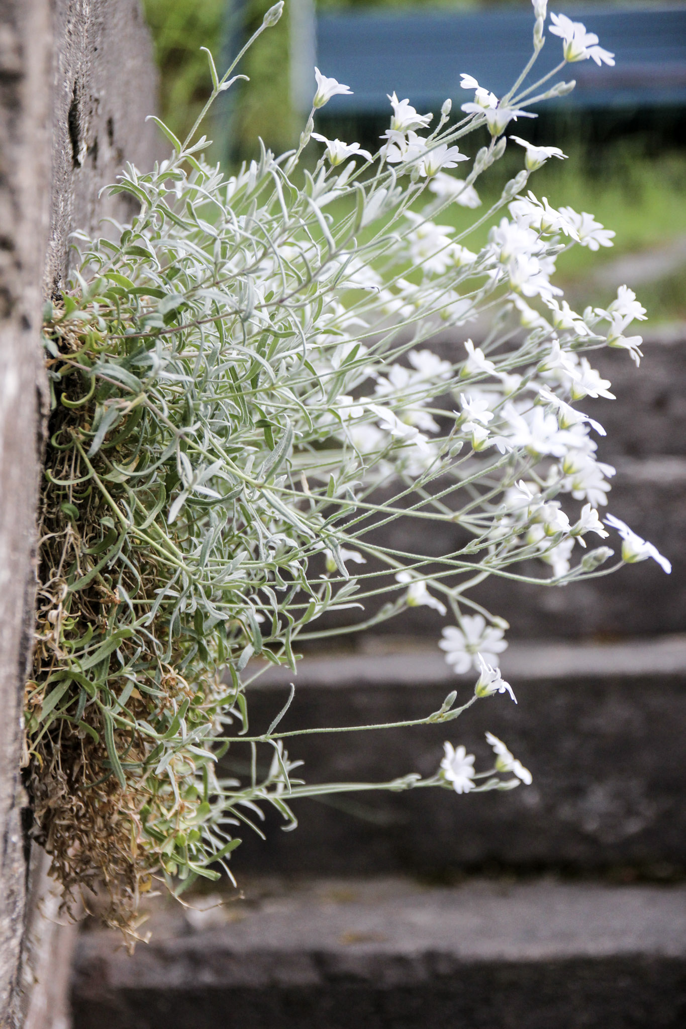 blomster