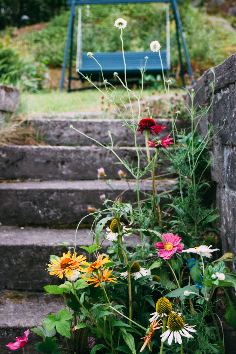 plants