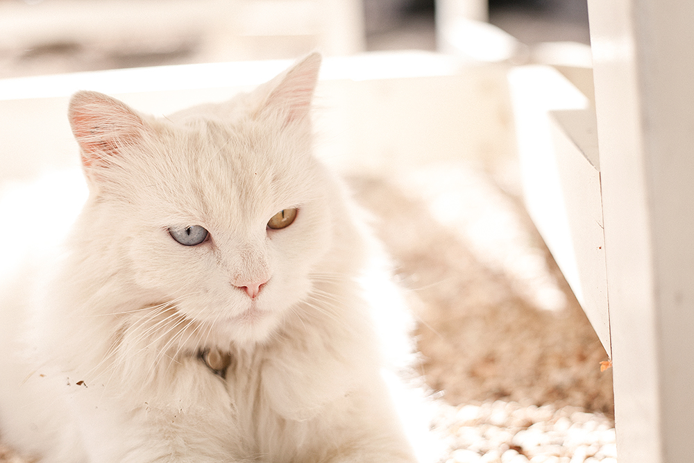 Jordens drömmigaste B&B i södra Frankrike 4 Domaine le clos du Pavillon