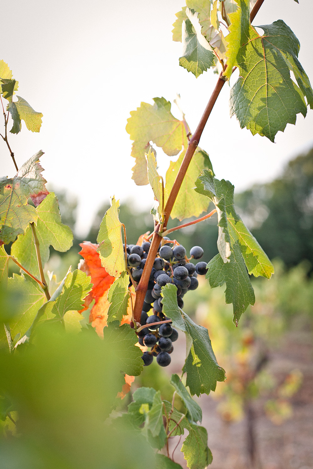 Domaine le clos du Pavillon