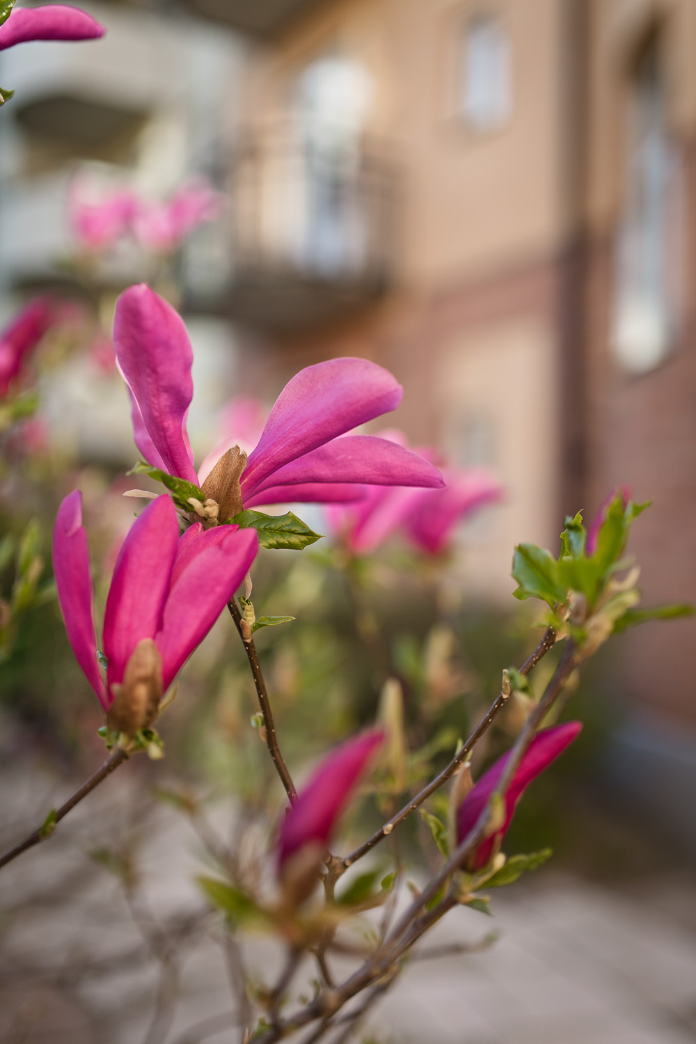 innergård magnolia 0037 Vår bästa tid är nu