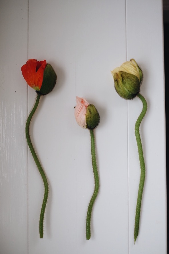 036CFCF8 6D8B 43CE 98BC 0C33FF40A7FC En helg i några få bilder