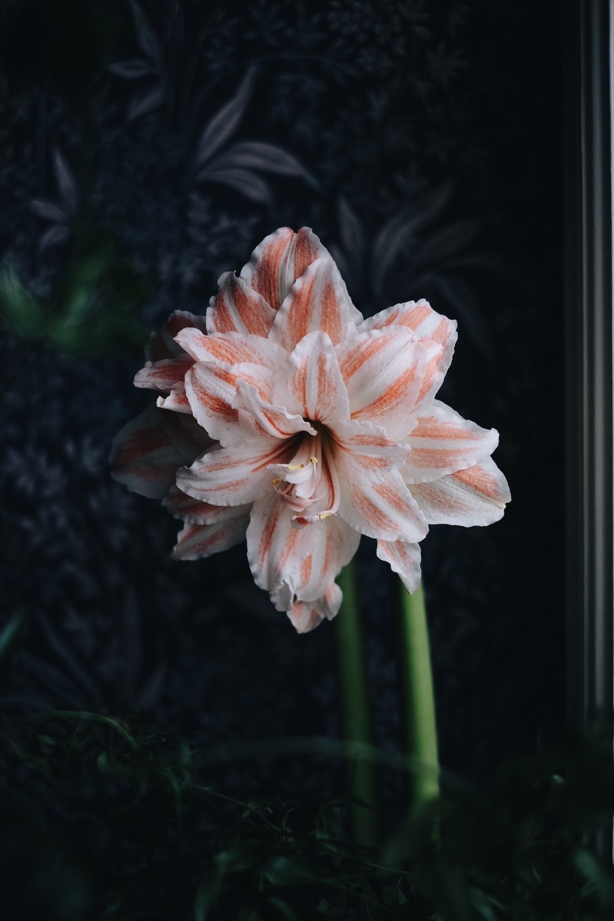 7D71E162 B83D 41C9 9AE9 6405A422D71A En helg i några få bilder