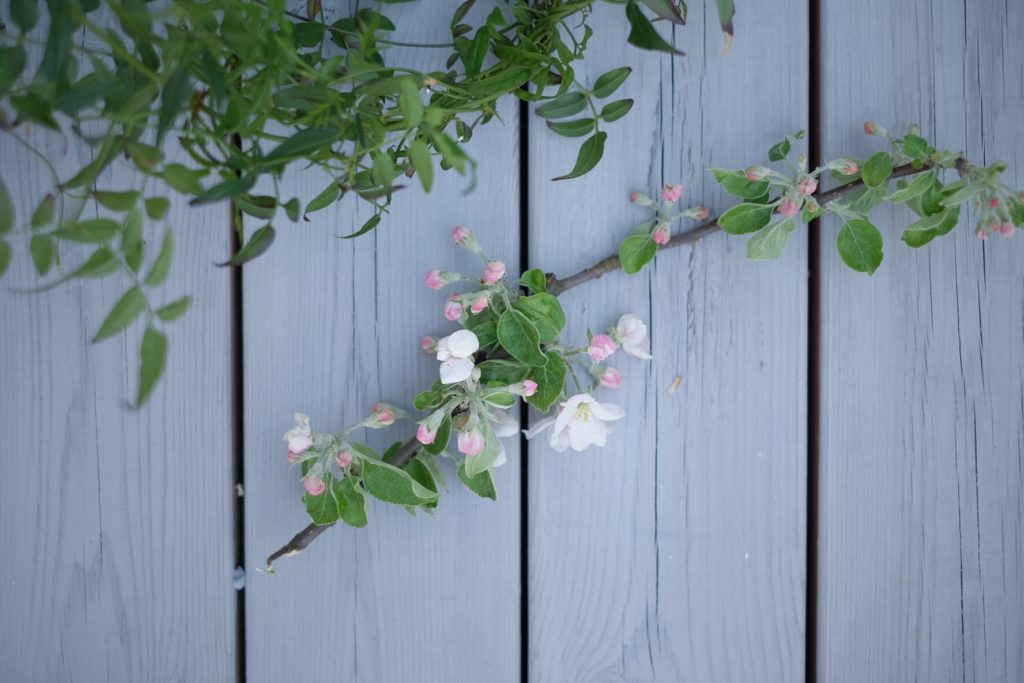 97D6C3E9 B5E3 40E9 8E70 94E1ECD0DC97 Livet genom äppelblom