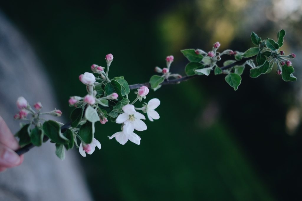 BBA1489F 30BD 4CDE BC46 2392C8F23A15 Livet genom äppelblom