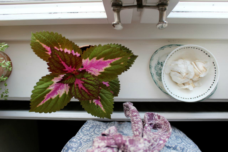 palettblomma1