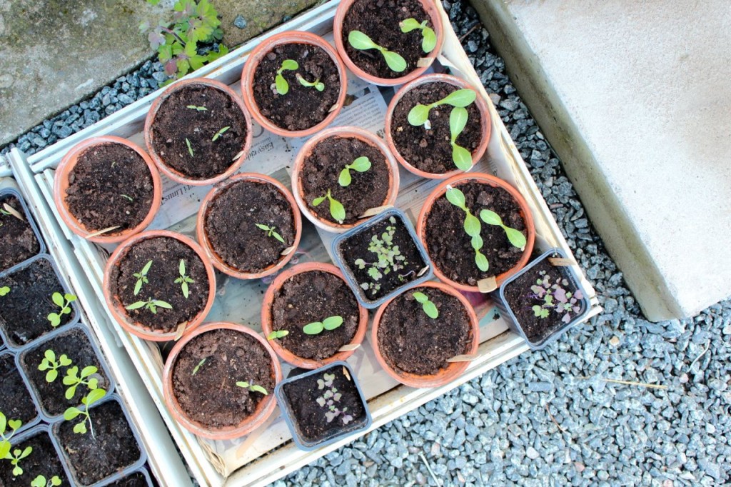 På kolonibesök 10 elin10