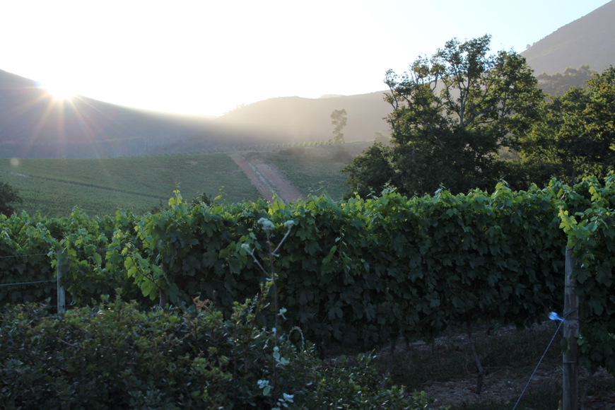 tantjohanna_sydafrika2