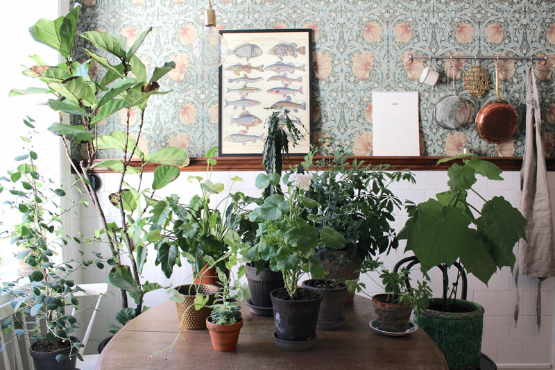 tantjohanna_vattning