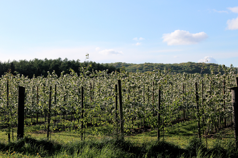 tantjohanna_lovelyosterlen5