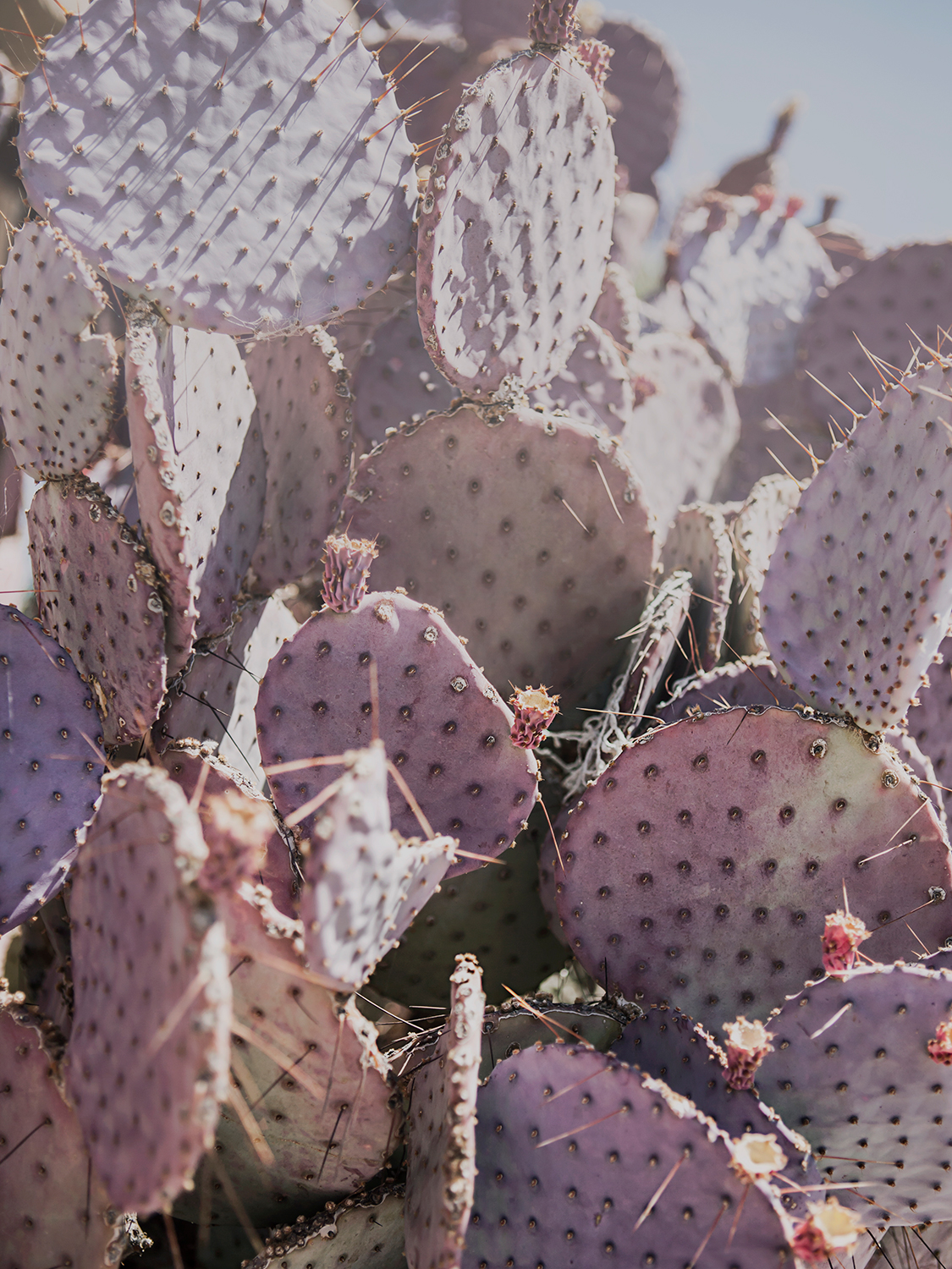 Violet cactus copyright 2016 Anna Malmberg 