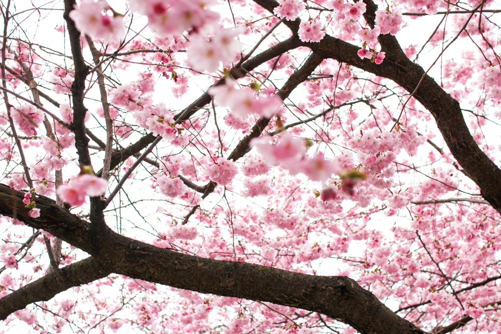 cherry blossom-6